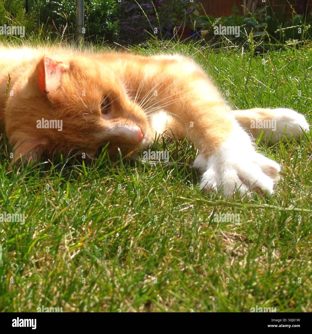 Cat with outstretched paw in the garden - Smartphone Captured Stock Image