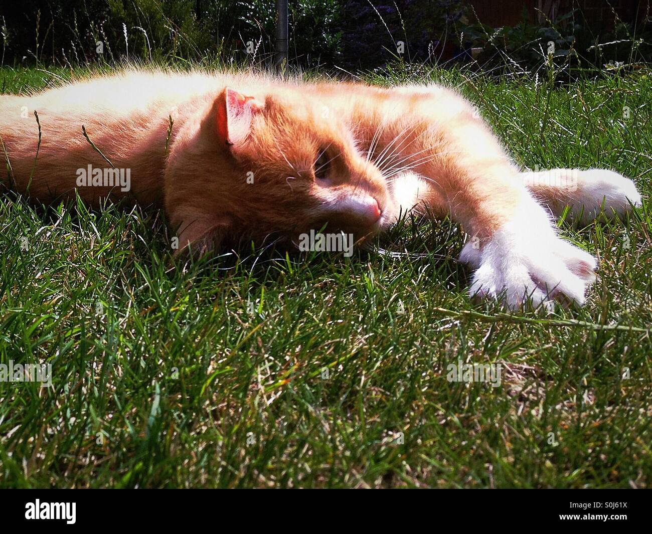 Cat with out stretched claws and paw on grass - Smartphone Captured Stock Image