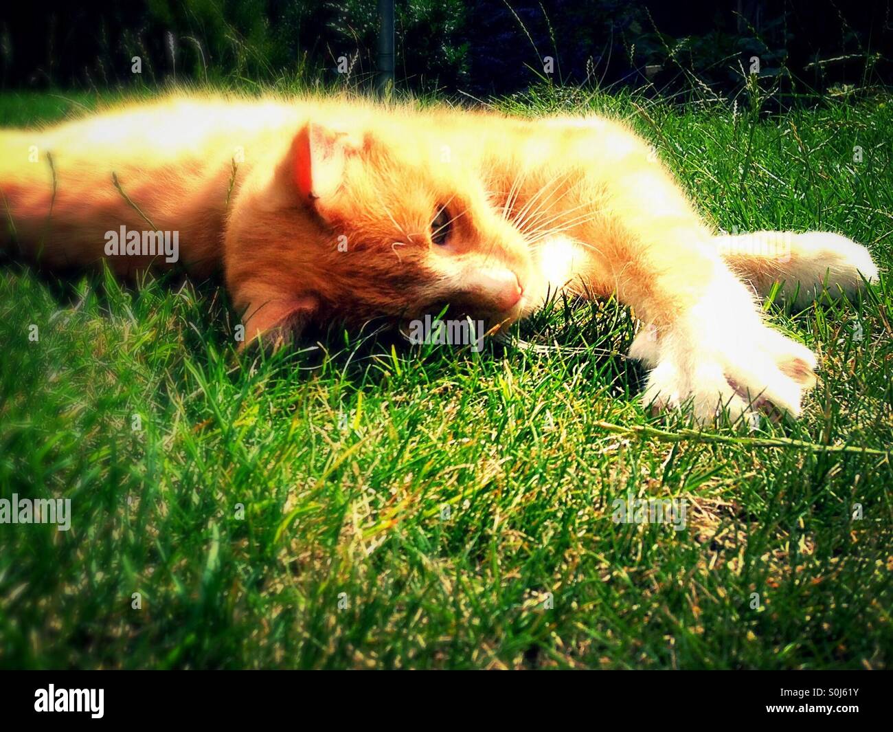 Cat with out stretched paw with golden ginger glow - Smartphone Captured Stock Image