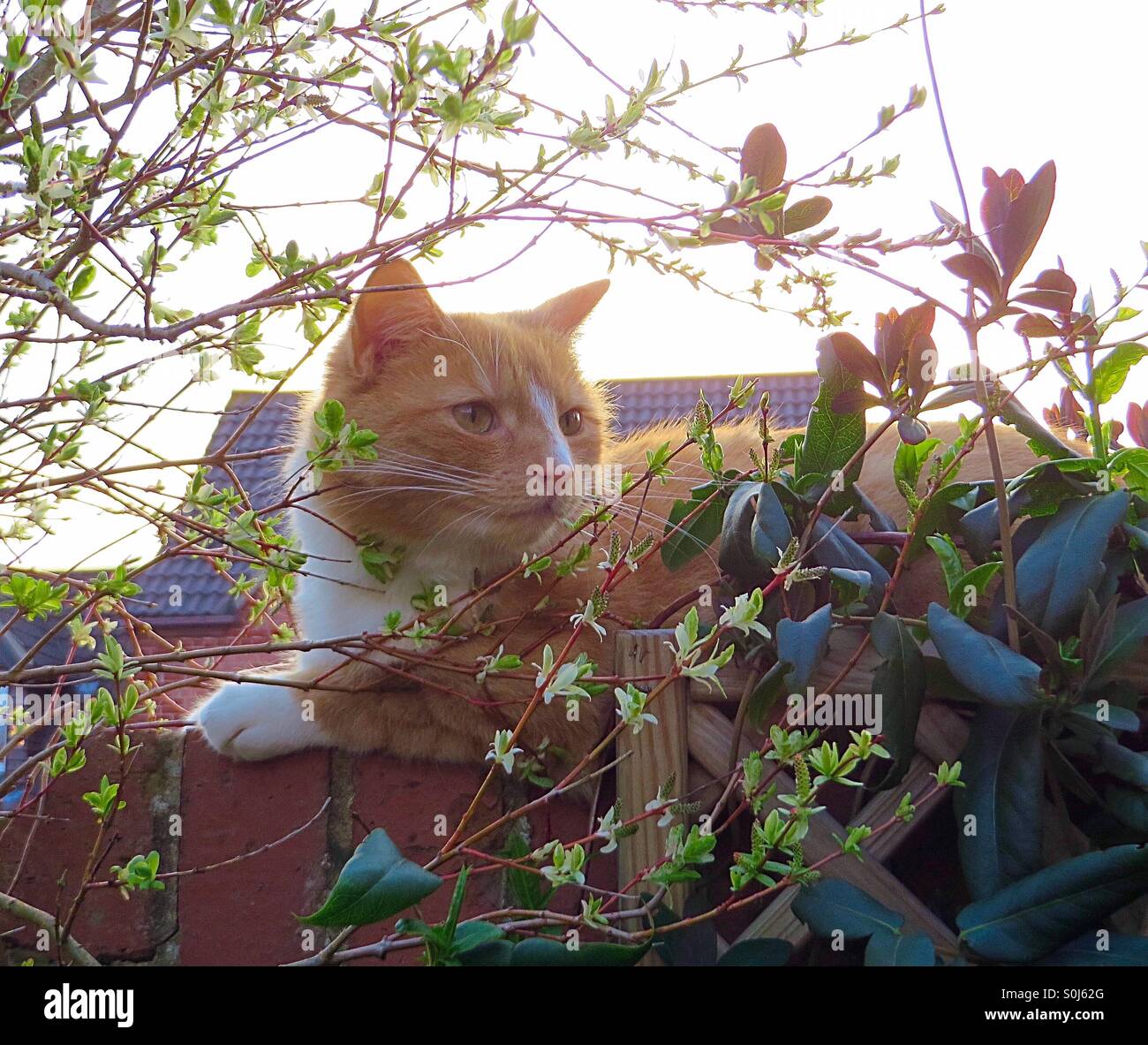 Cat on a wall at early sun set - Smartphone Captured Stock Image