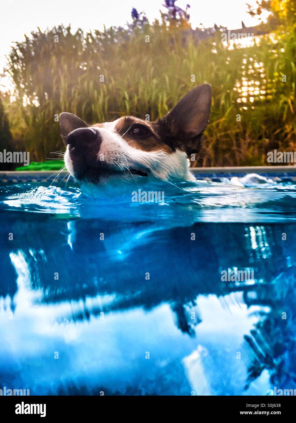 Dog swimming in swimming pool. Picture taken from water level. - Smartphone Captured Stock Image