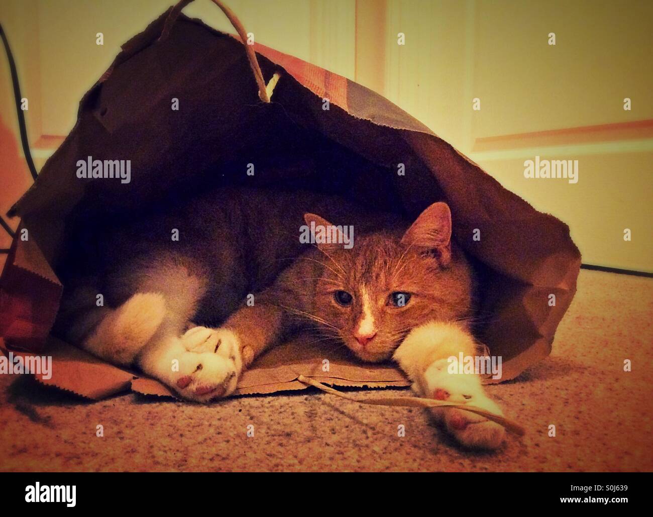 Cat in the bag Stock Photo Alamy
