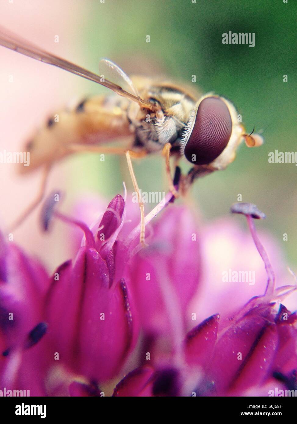Hover fly on an allium flower - Smartphone Captured Stock Image