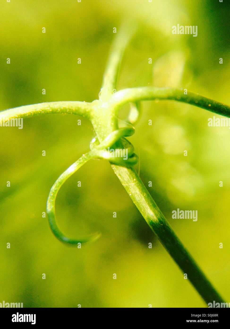 Sweet pea tendril - Smartphone Captured Stock Image