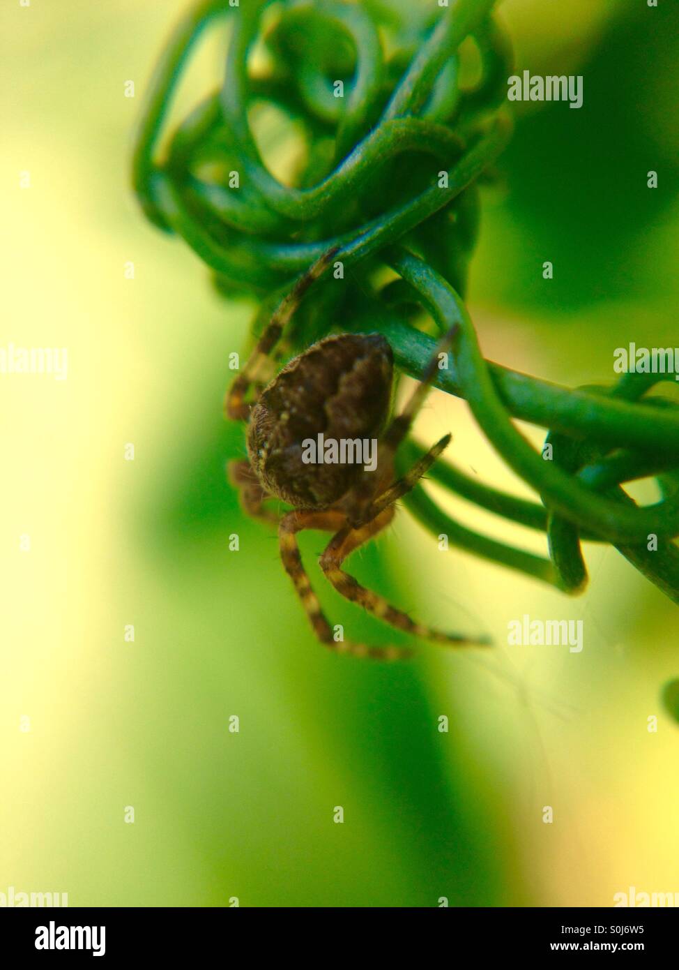 Garden spider on a sweet pea tendril - Smartphone Captured Stock Image