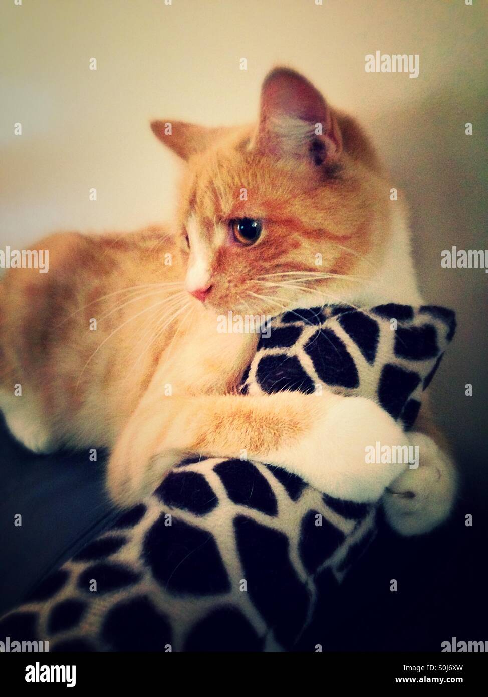 Ginger and white kitten holding onto kick toy - Smartphone Captured Stock Image