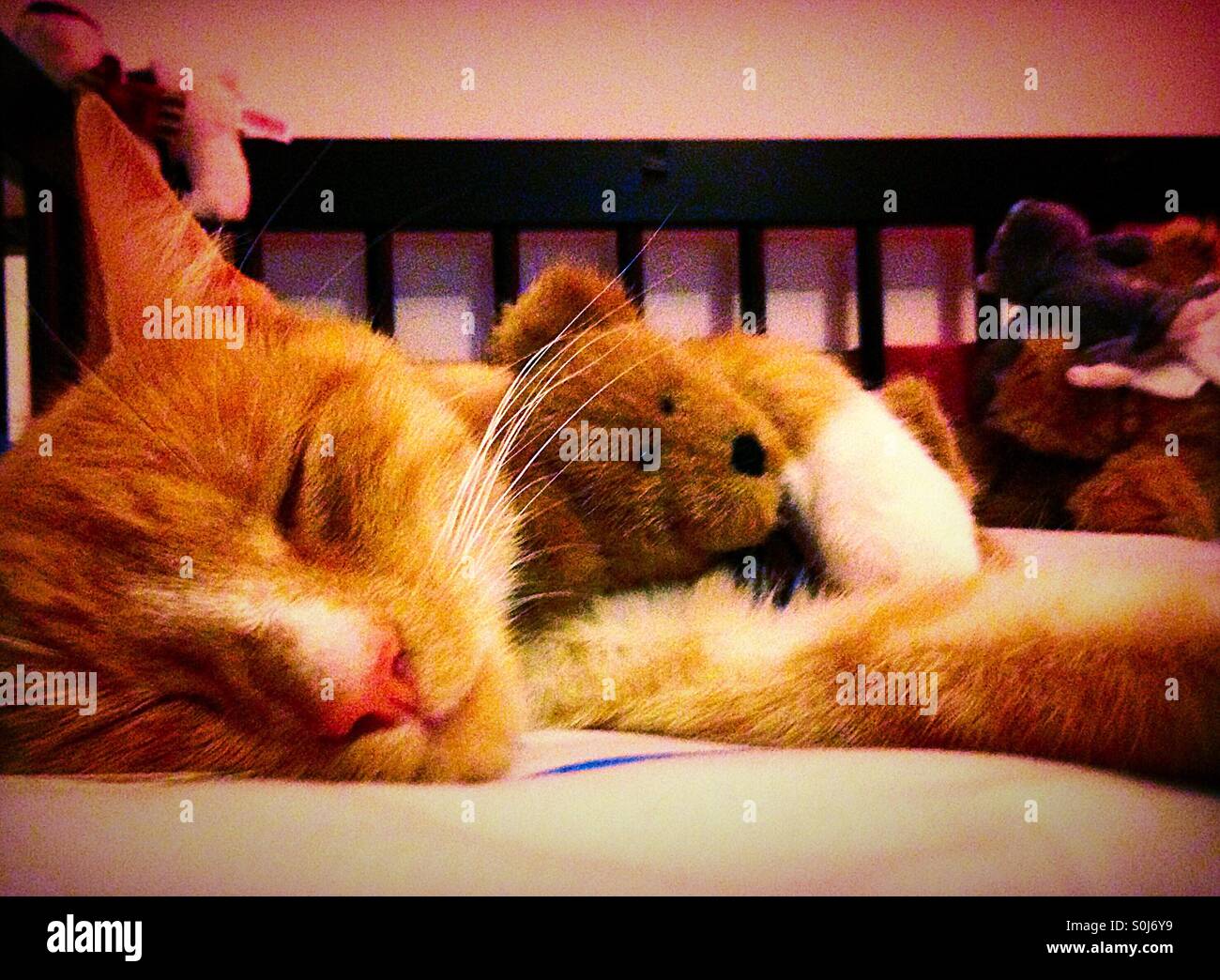 Kitten sleeping holding toy bear - Smartphone Captured Stock Image