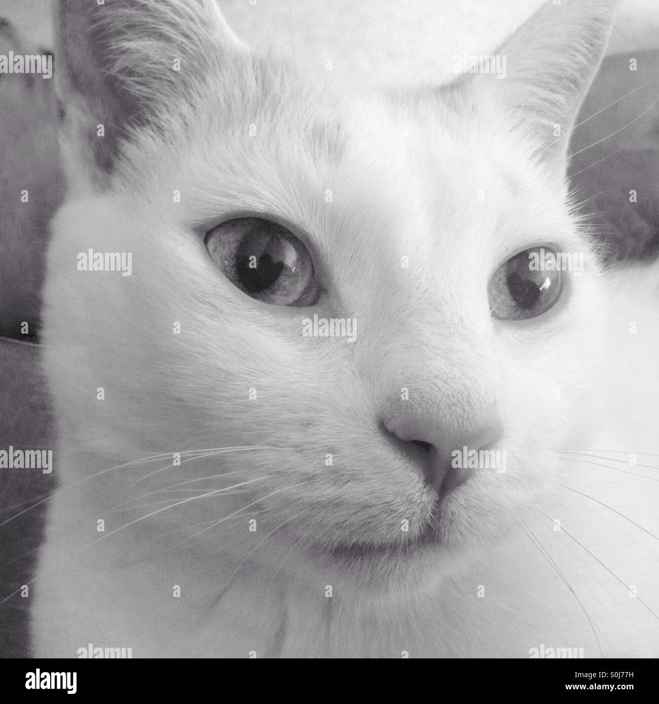 Pretty cat Stock Photo