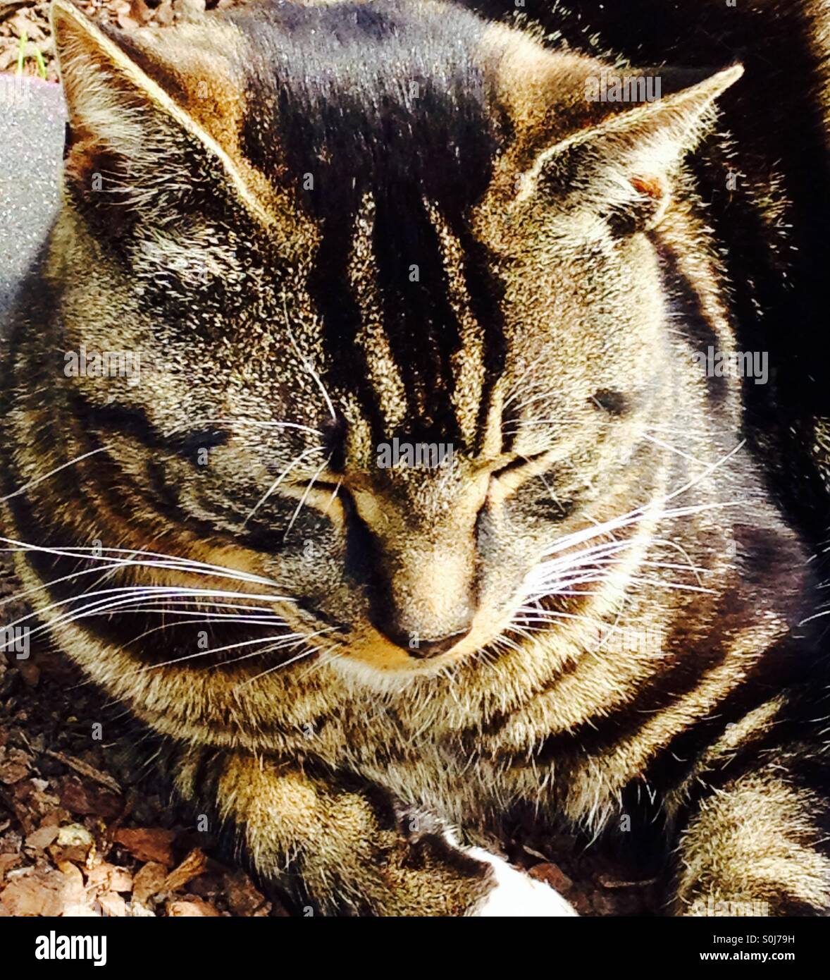 Close up of a moggy sleeping in the sun Stock Photo