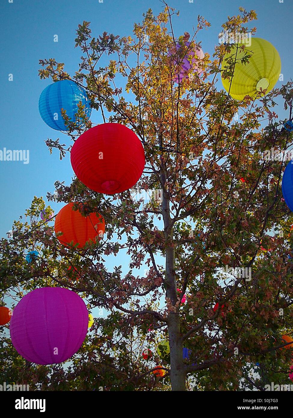 Multi coloured balloon lanterns in tree against blue sky - Smartphone Captured Stock Image