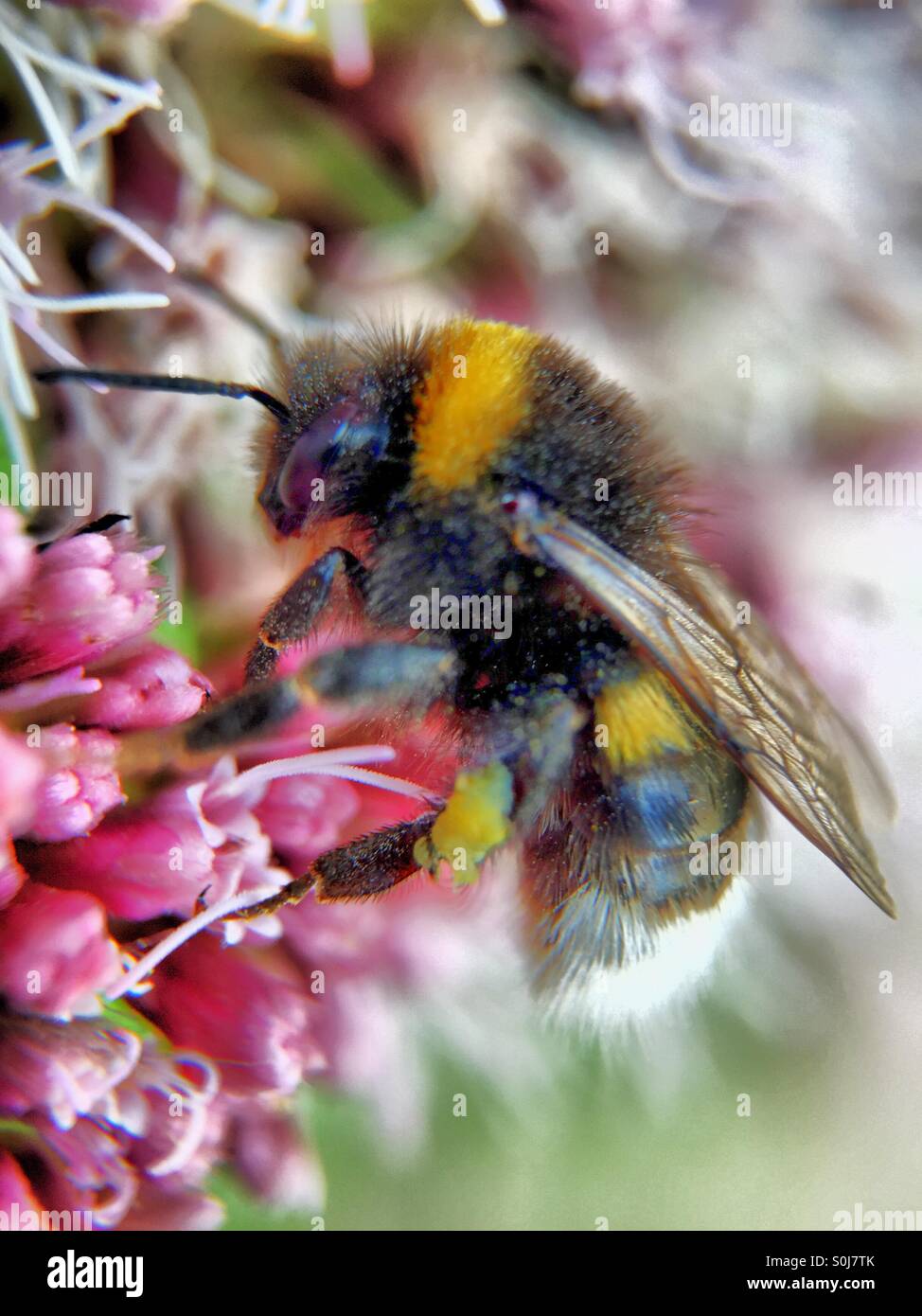 Bumble bee on Flower - Smartphone Captured Stock Image