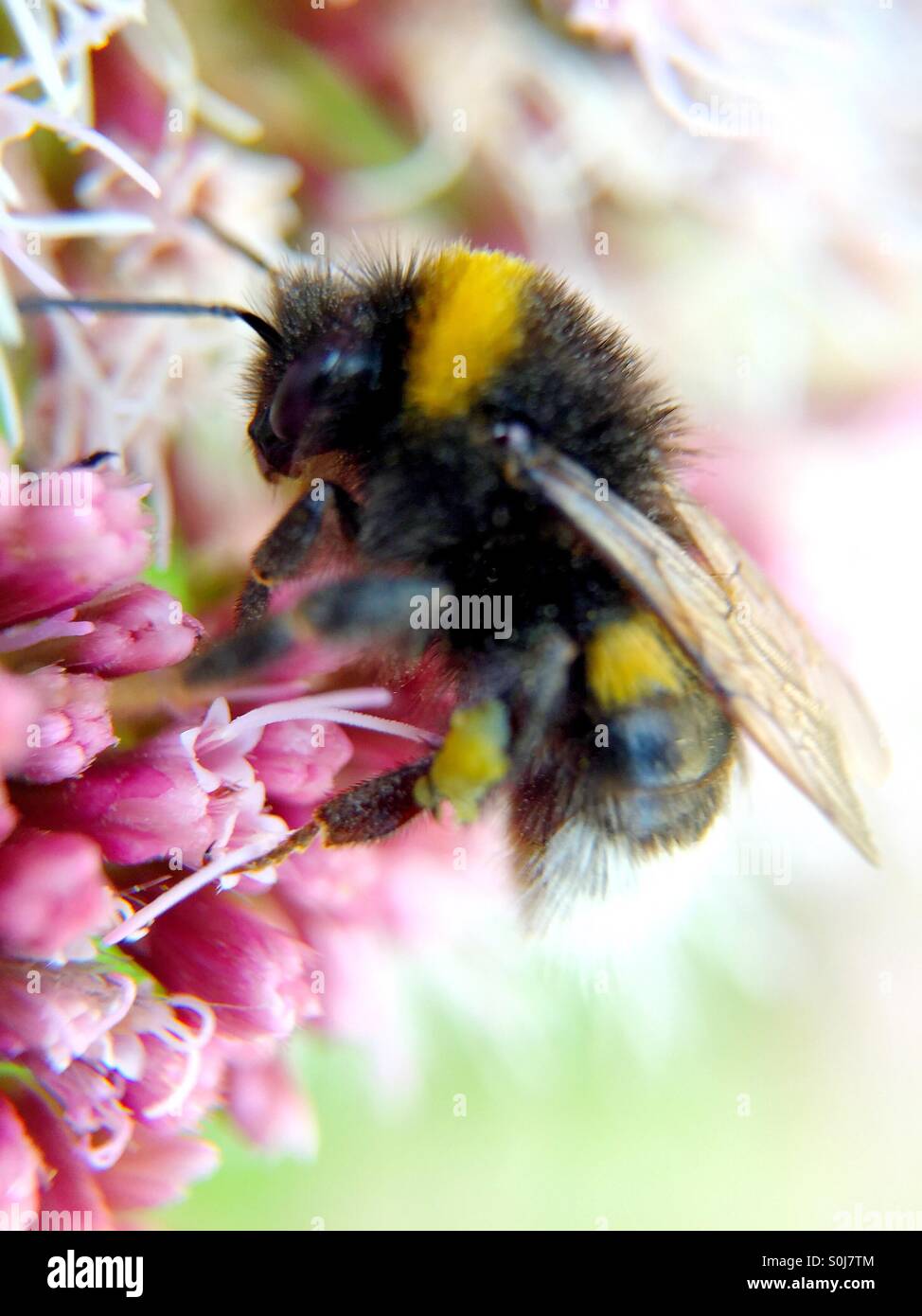 Bumble bee on pink Flower - Smartphone Captured Stock Image