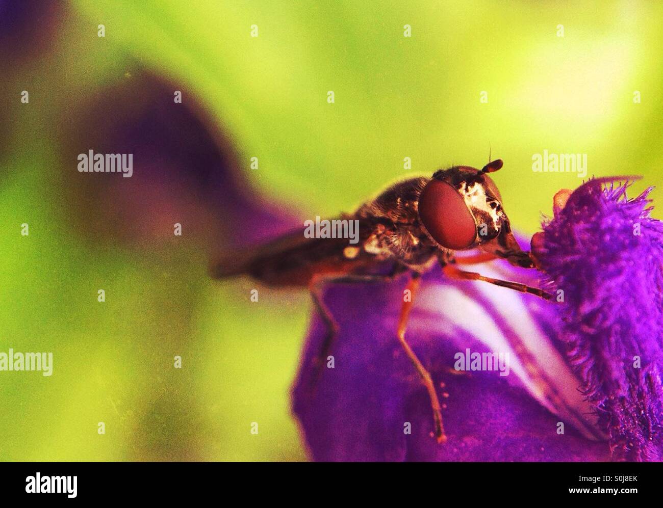 Close up of a fly on a purple flower Stock Photo