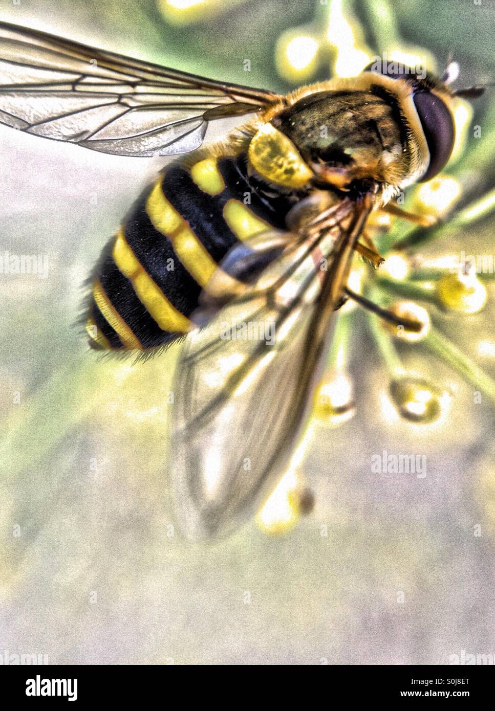 Close up of a wasp - Smartphone Captured Stock Image