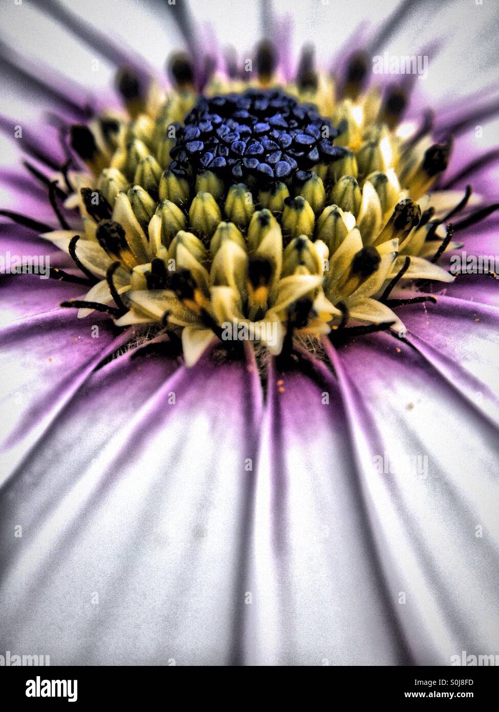 Close up of a cape daisy Stock Photo