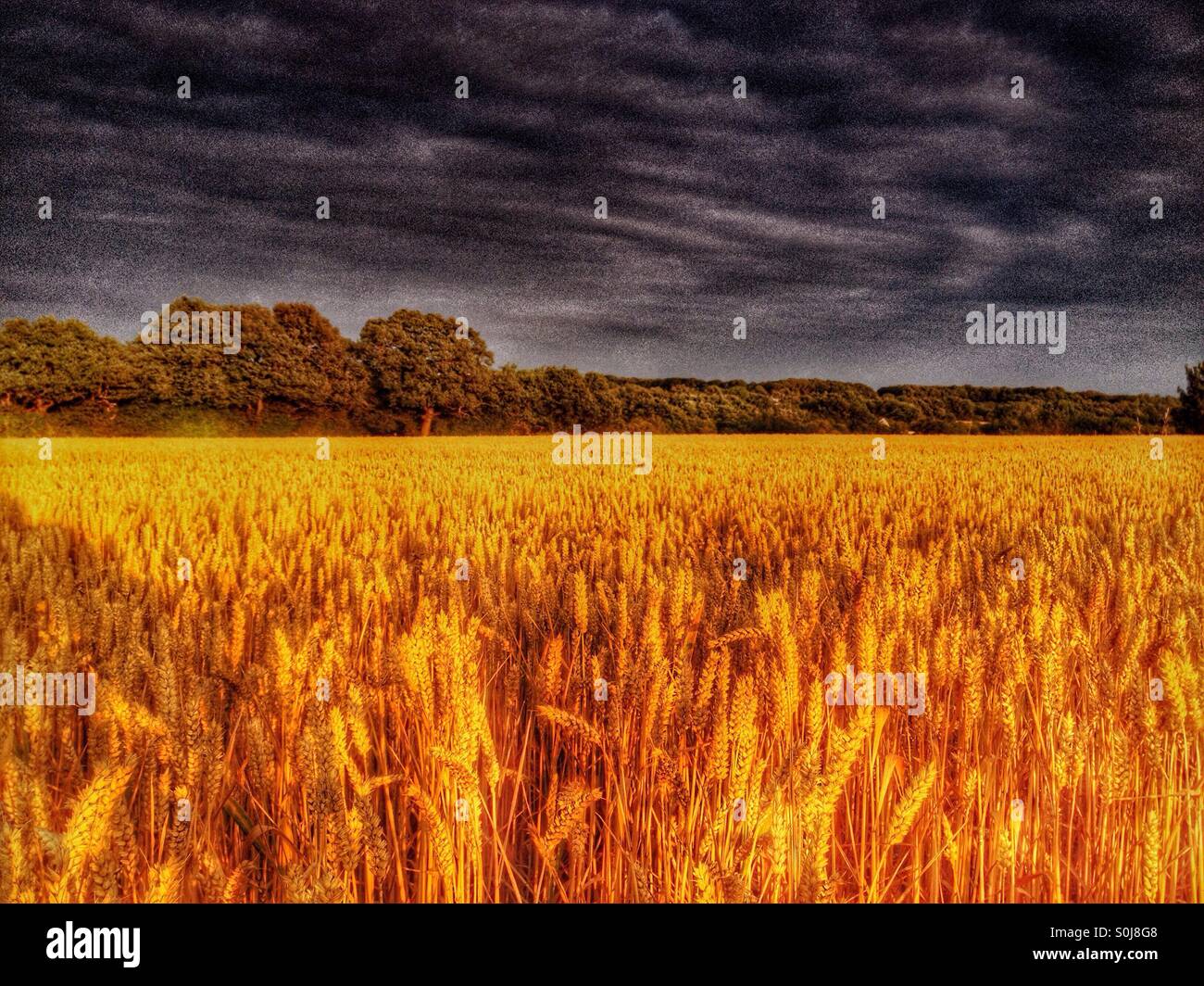 Golden wheat field against a dark stormy sky Stock Photo