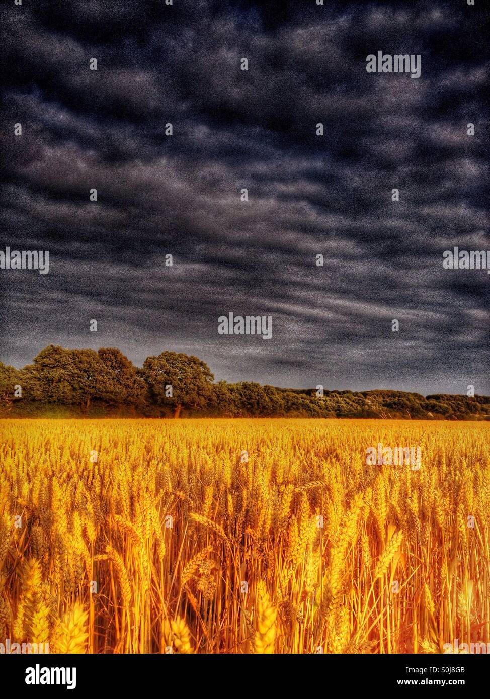 Golden wheat field against a dark stormy sky Stock Photo