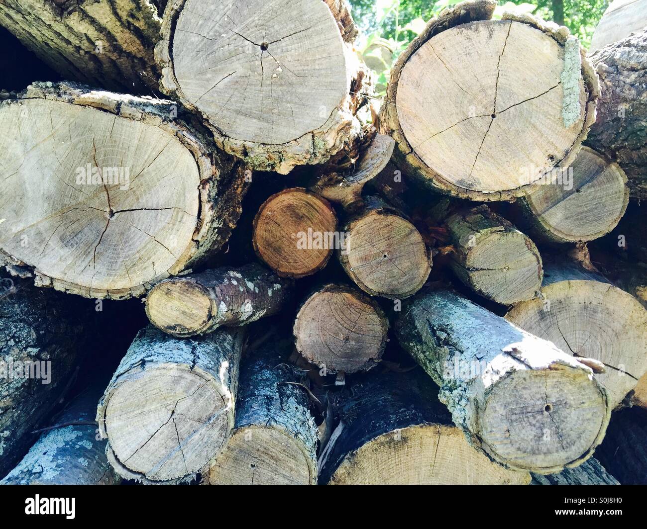 Chop tree hi-res stock photography and images - Alamy