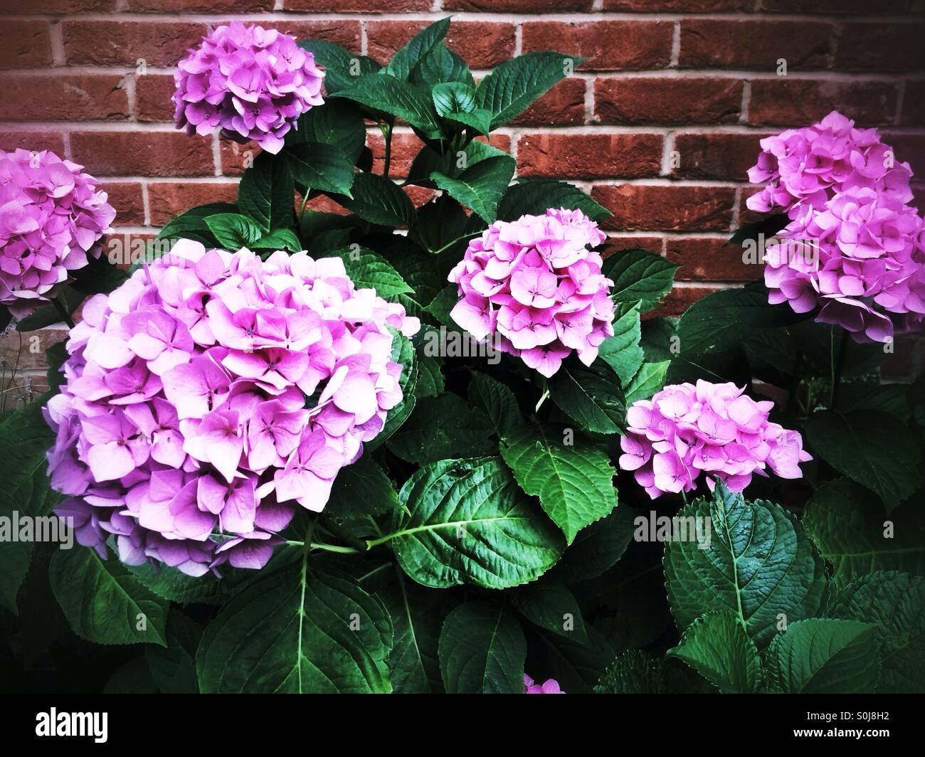 Pink hydrangea flowers Stock Photo