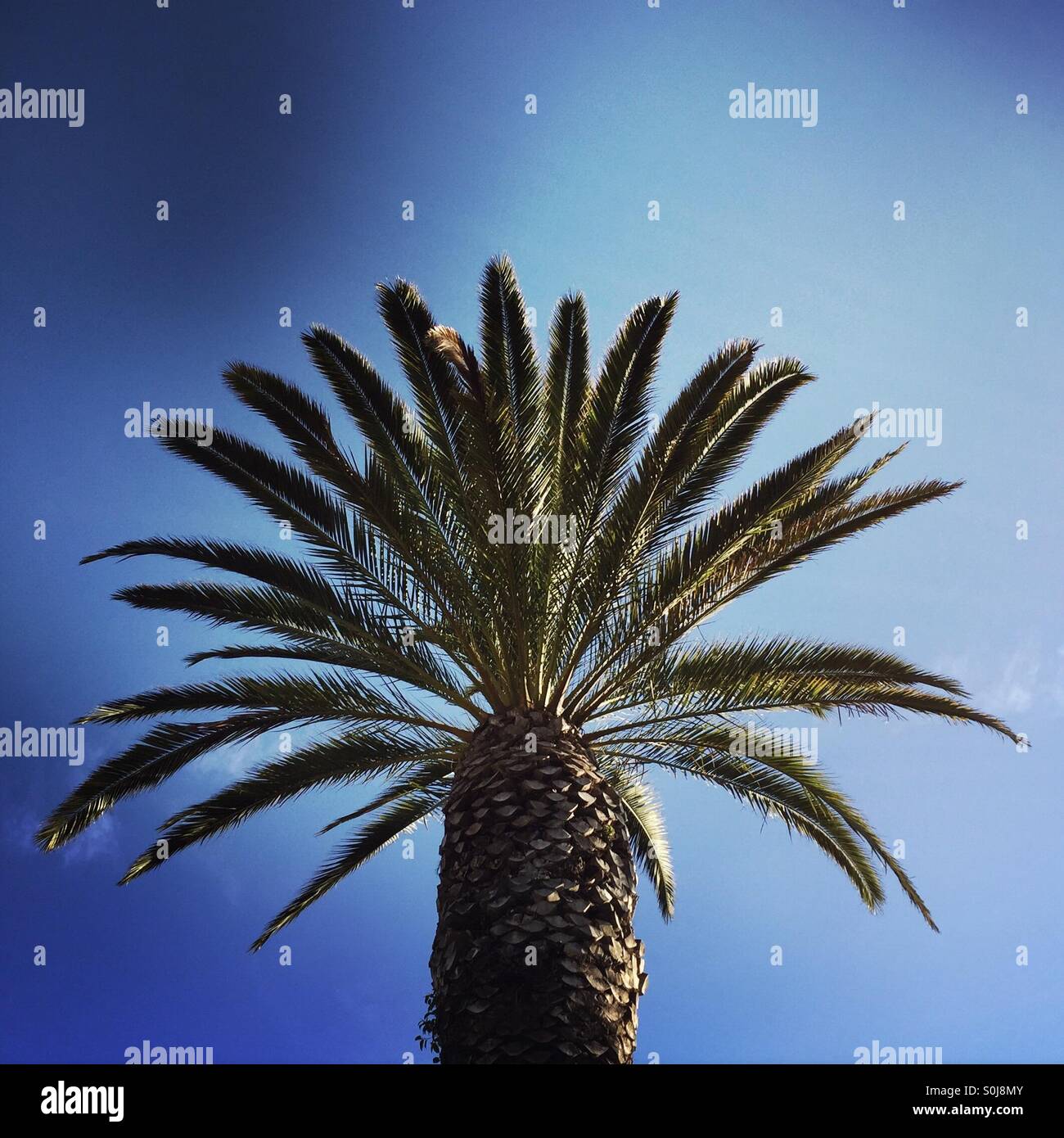 A Mexican Palm Tree. Stock Photo