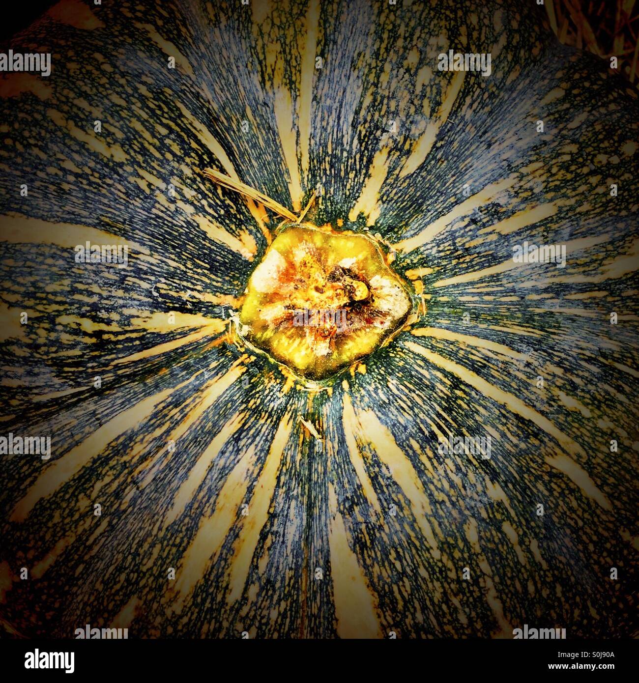 Close up of a pumpkin Stock Photo