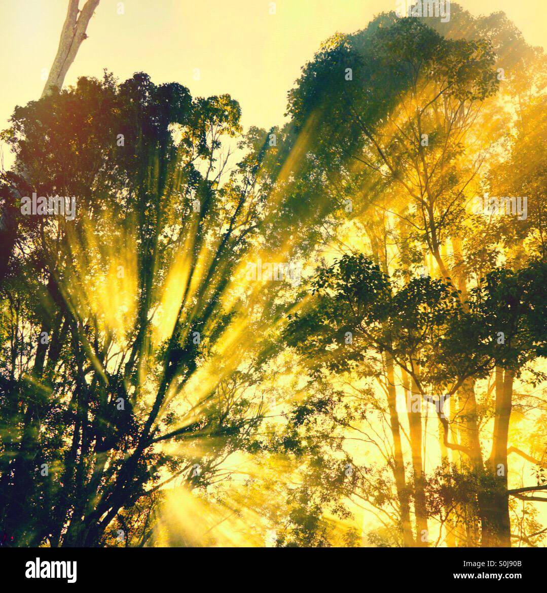 A sunburst through a group of misty trees Stock Photo