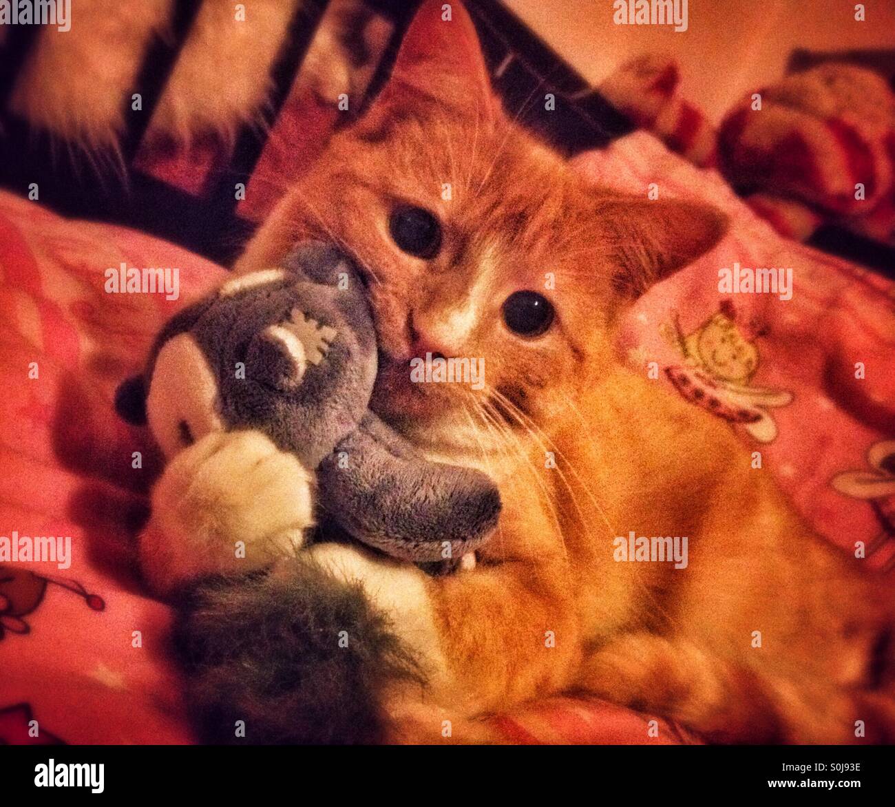 Ginger and white kitten holding onto toy bear - Smartphone Captured Stock Image