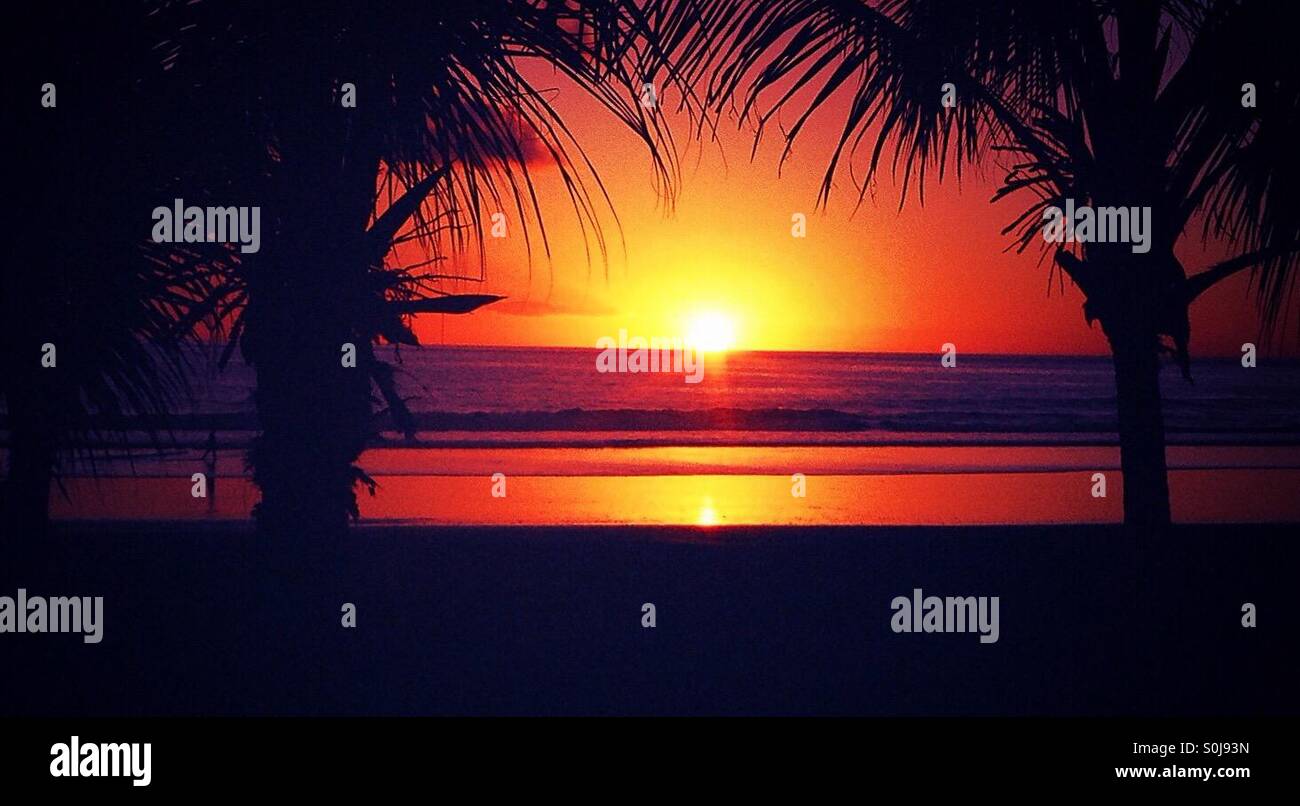 Sunset in between two palm trees Caribbean beach - Smartphone Captured Stock Image