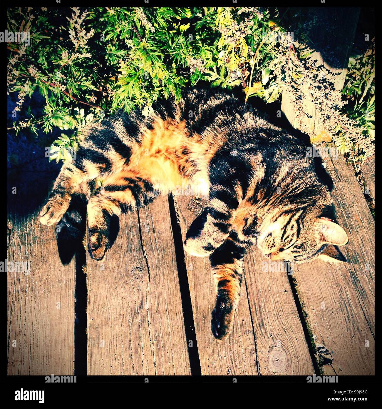 Cat sleeping in the sunshine - Smartphone Captured Stock Image