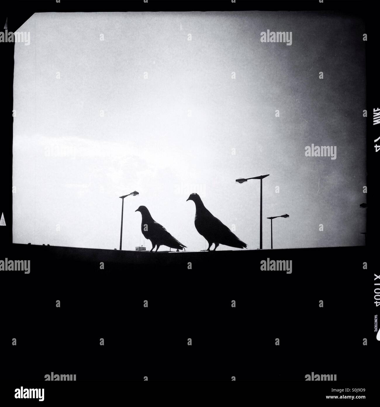 Silhouettes of pigeons Stock Photo - Alamy