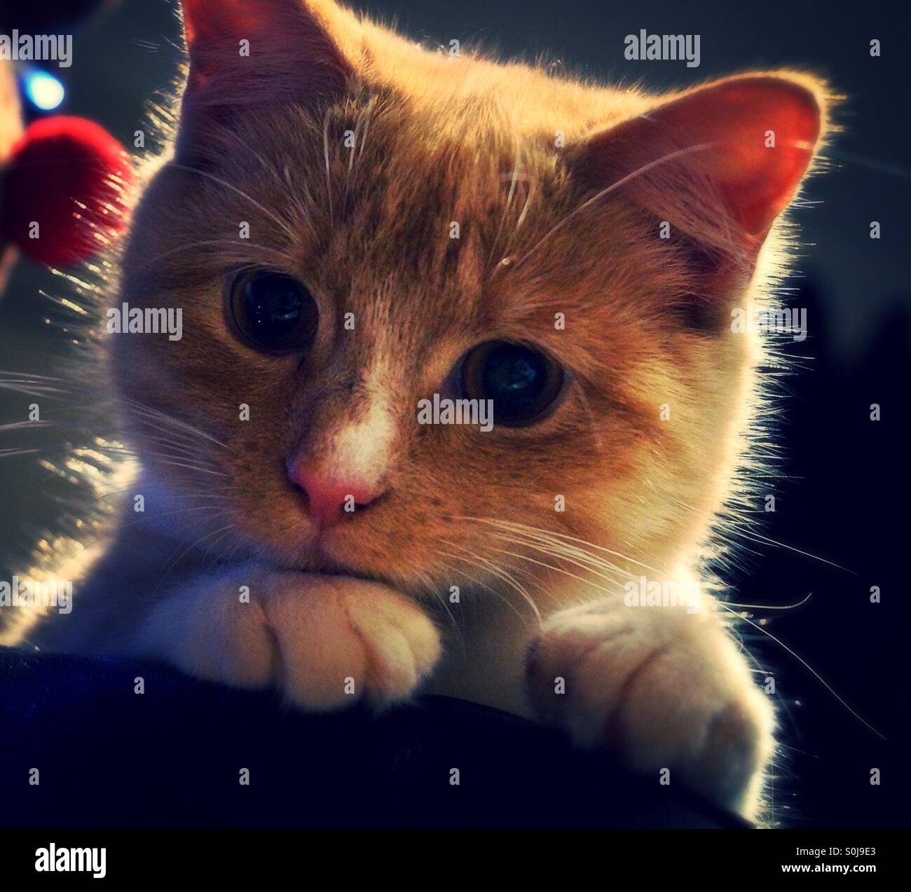 Close up kitten looking over arm rest - Smartphone Captured Stock Image