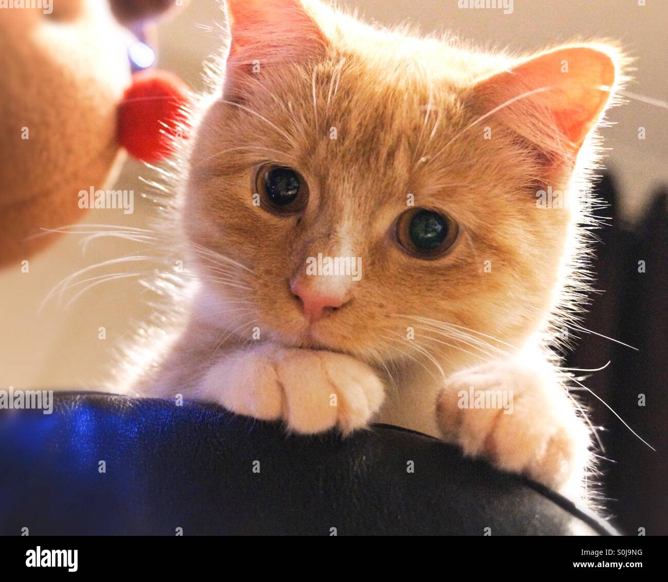 Close up wide eyed kitten with golden glow of fur - Smartphone Captured Stock Image