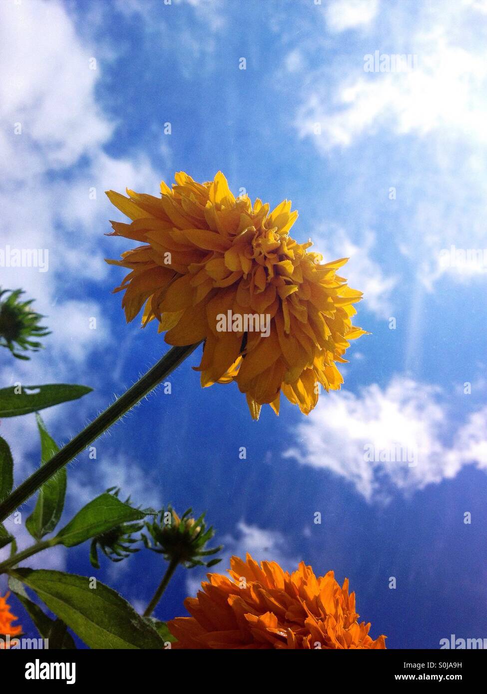 Sunflowers against blue sky - Smartphone Captured Stock Image