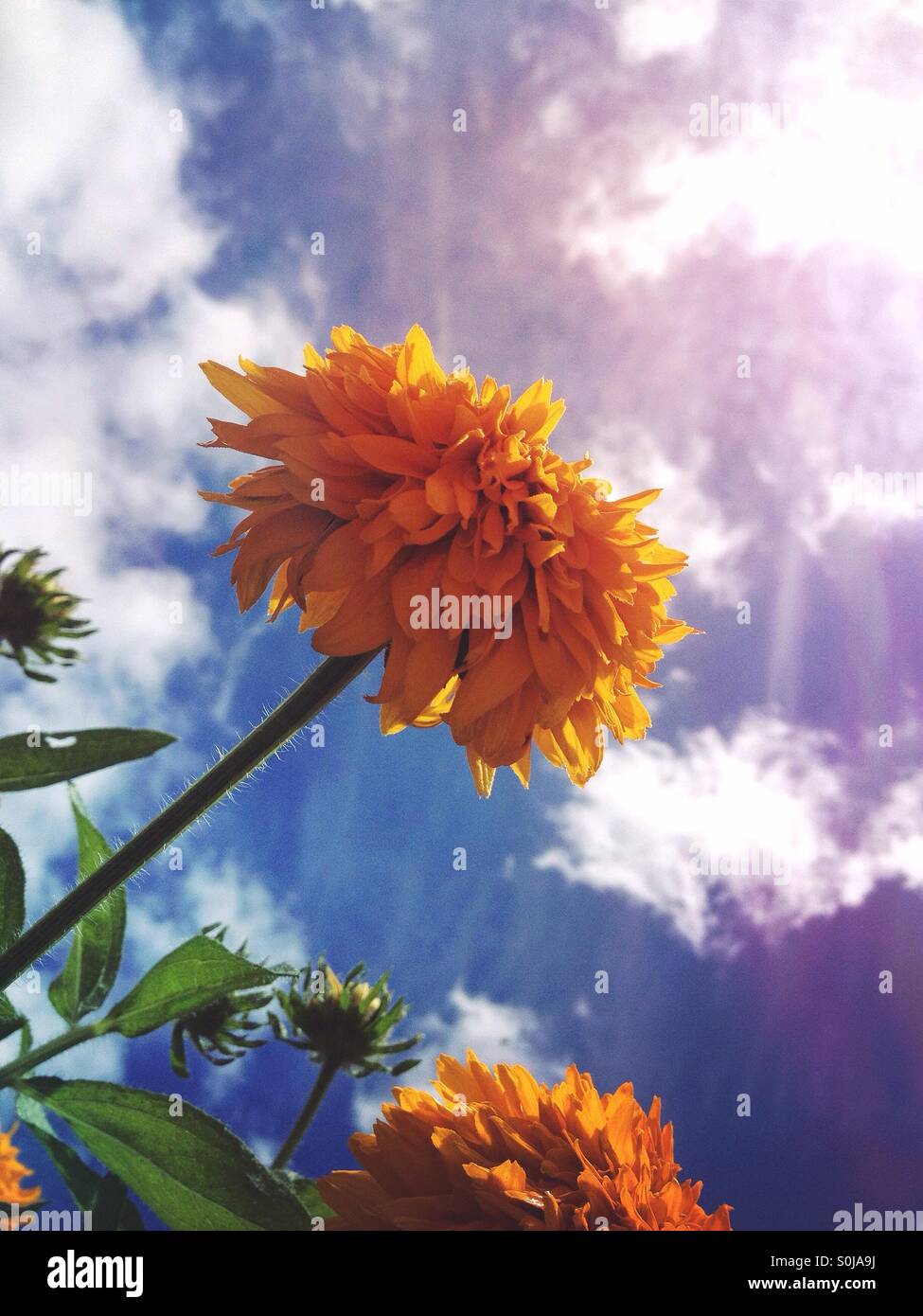 Sunflowers against blue sky - Smartphone Captured Stock Image