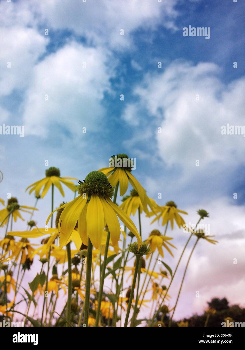 Yellow rudbeckia flowers against cloudy sky - Smartphone Captured Stock Image