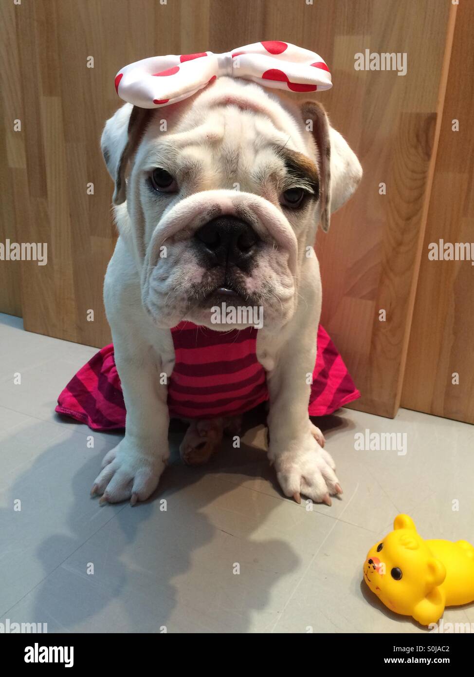 Pudding The Bull Dog Stock Photo Alamy