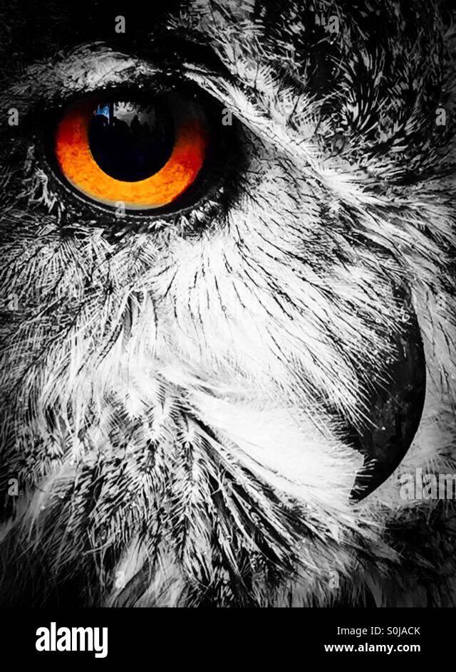 Black And White Wise Old Horned Owl Stock Vector Colourbox Close Up Owl Face Sketch Black White Framed Canvas Art By Pied