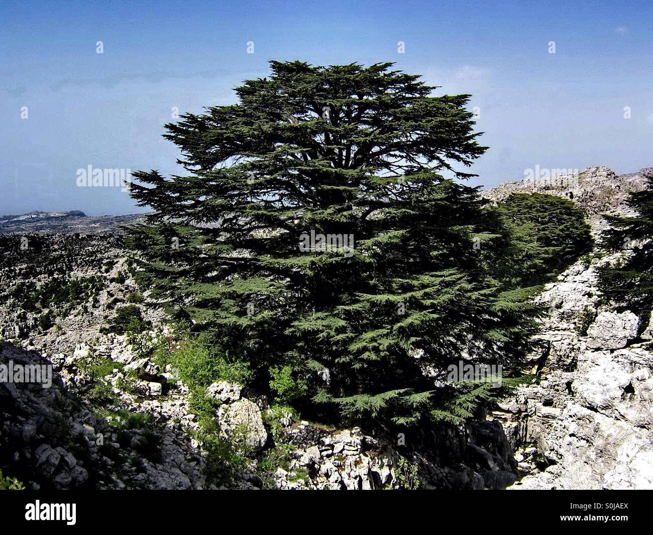 cedars of lebanon Stock Photo