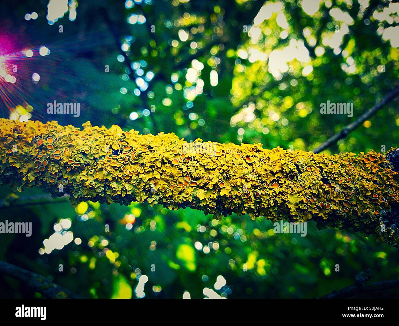 Lichen on tree branch with sunlight streaming through the leaves on the left hand side - Smartphone Captured Stock Image
