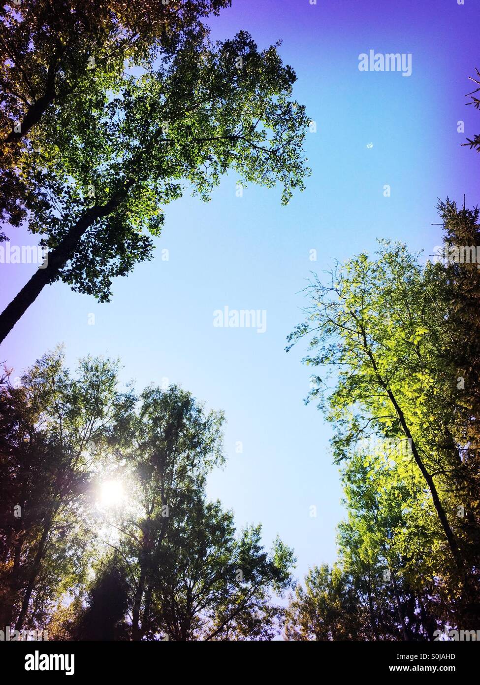 Sunshine and Trees - Smartphone Captured Stock Image