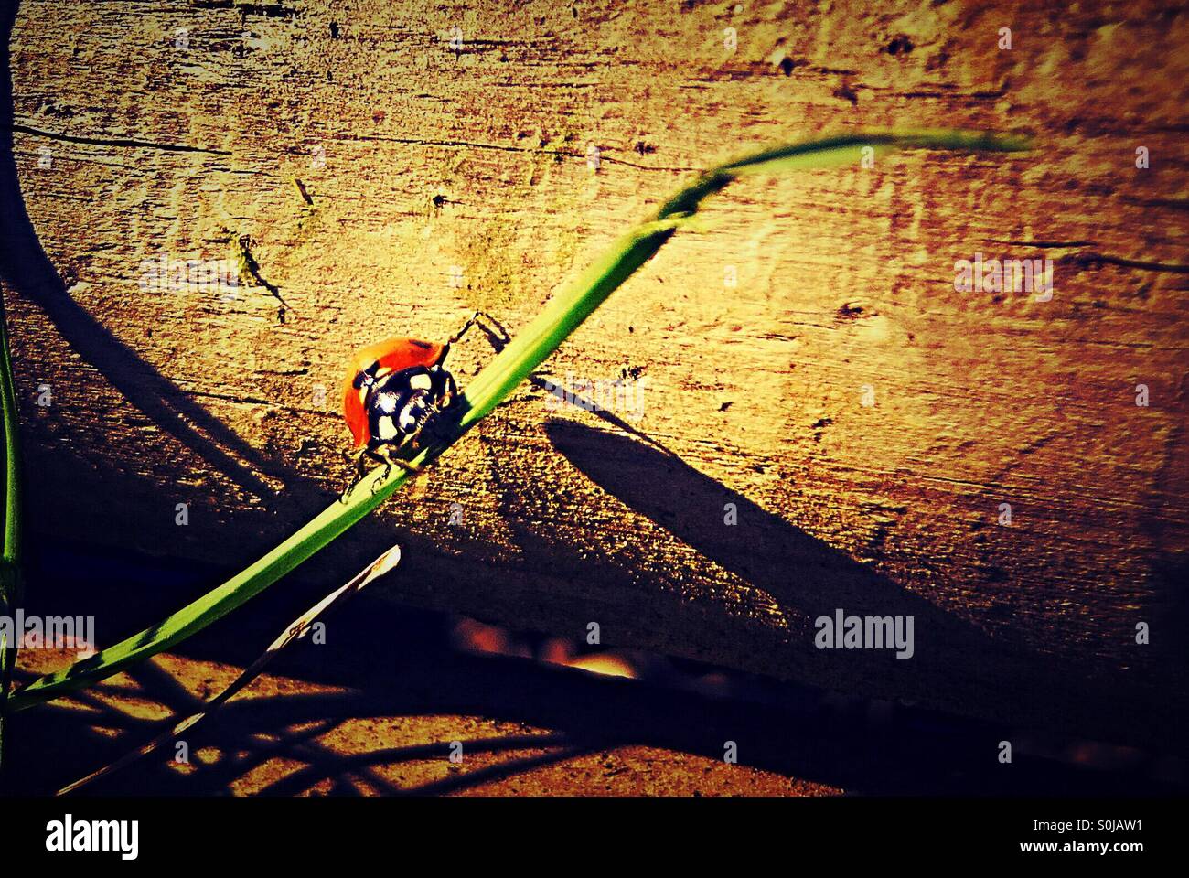 Close up ladybird on a grass stem - Smartphone Captured Stock Image