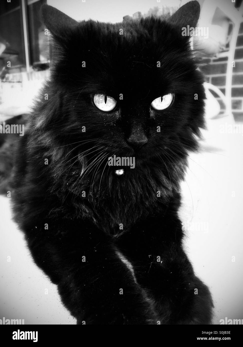 Moody - Smartphone Captured Stock Image