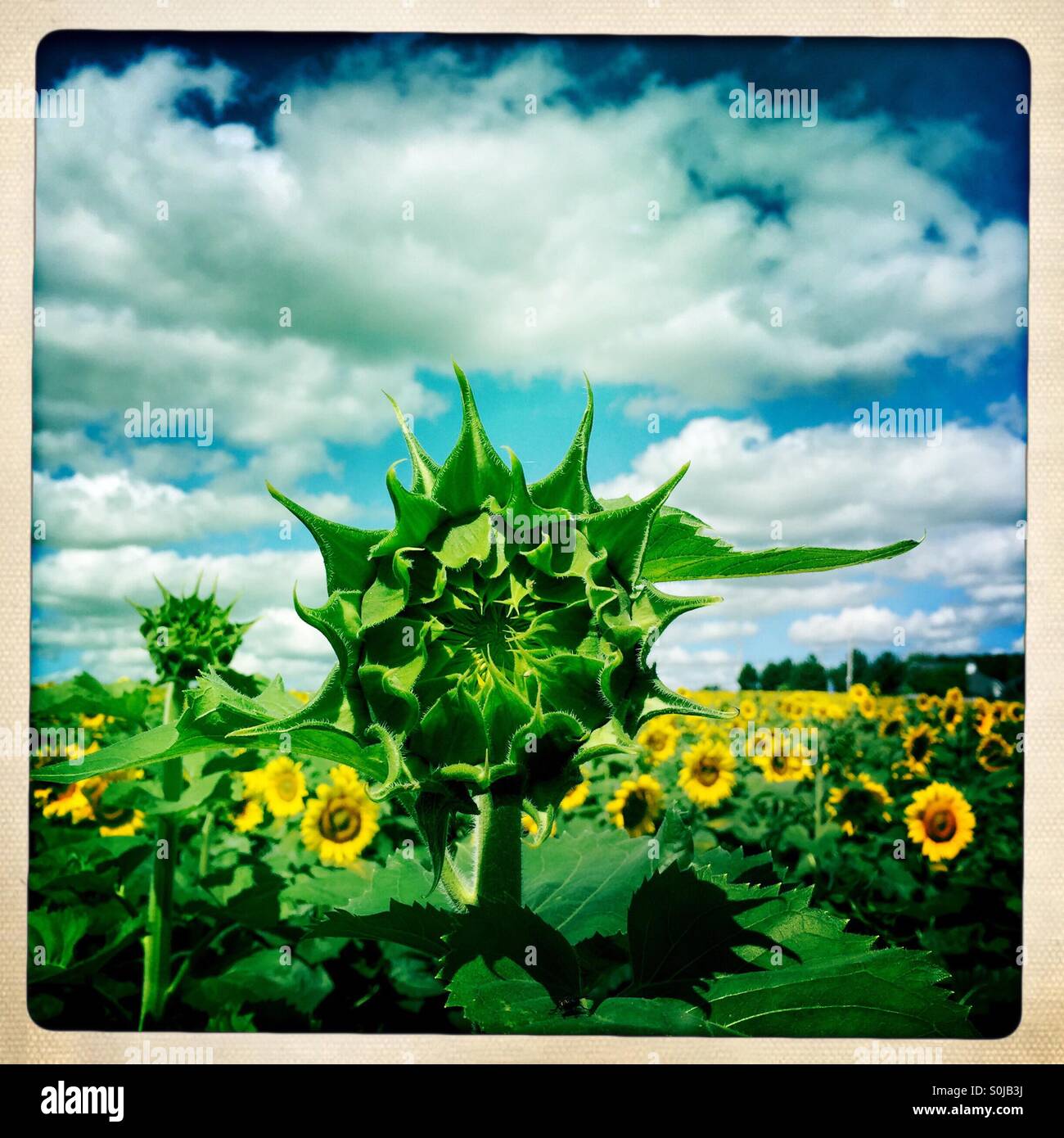 Late bloomer - Smartphone Captured Stock Image