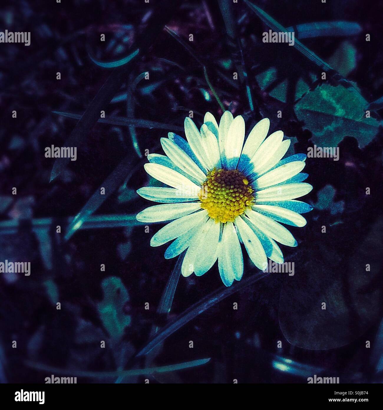 Close up common Daisy blue and white colouring filter with yellow floret centre - Smartphone Captured Stock Image
