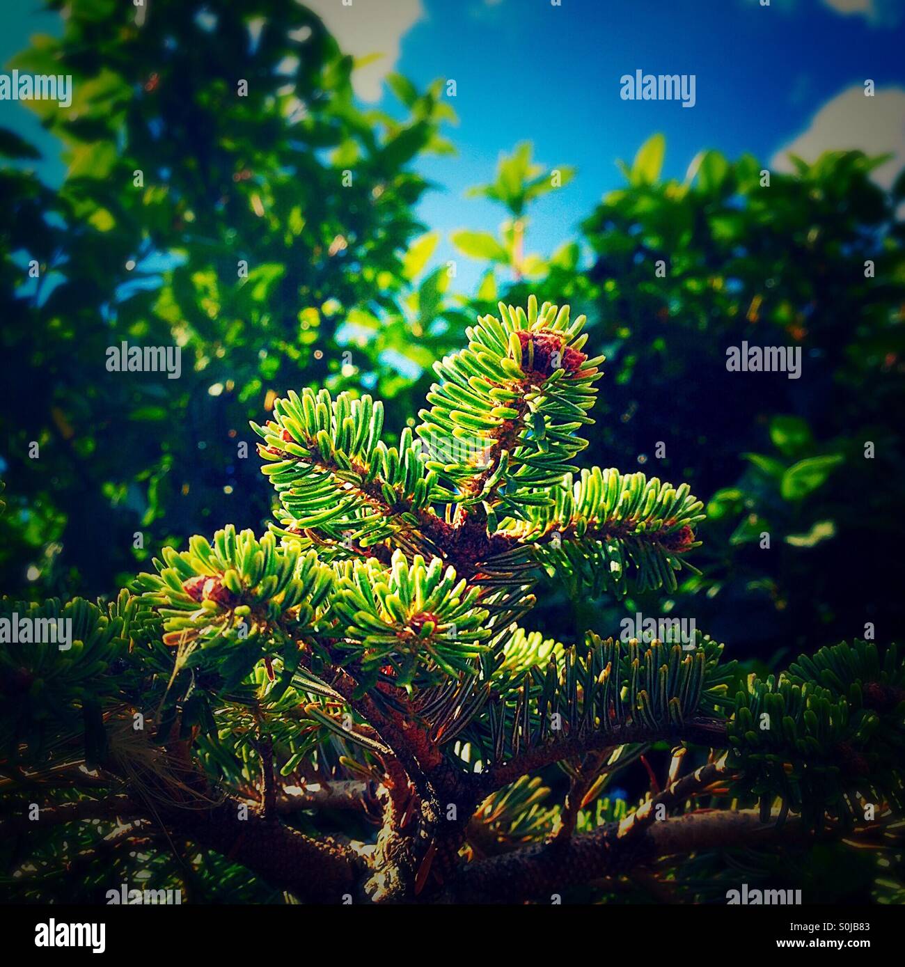 Growing top of coniferous evergreen tree - Smartphone Captured Stock Image