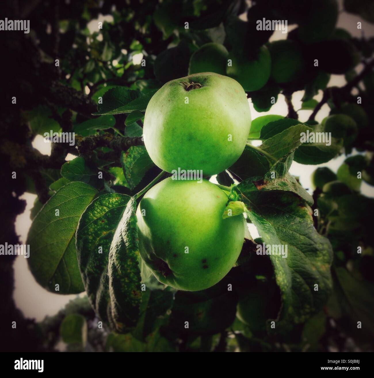 Apple Tree - Smartphone Captured Stock Image