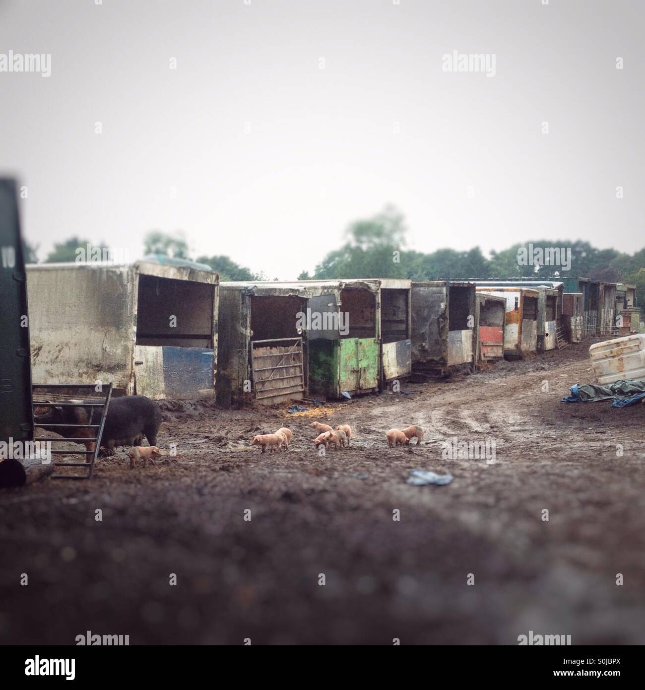 Pig farm in rural Hampshire - Smartphone Captured Stock Image