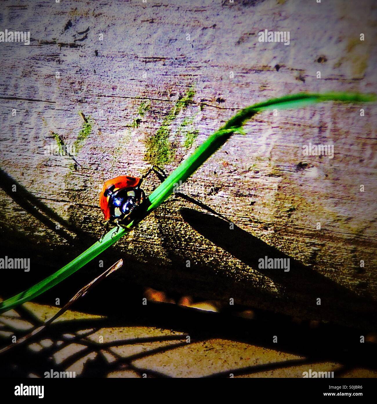 Close up ladybird on a grass stem against wooden log - Smartphone Captured Stock Image
