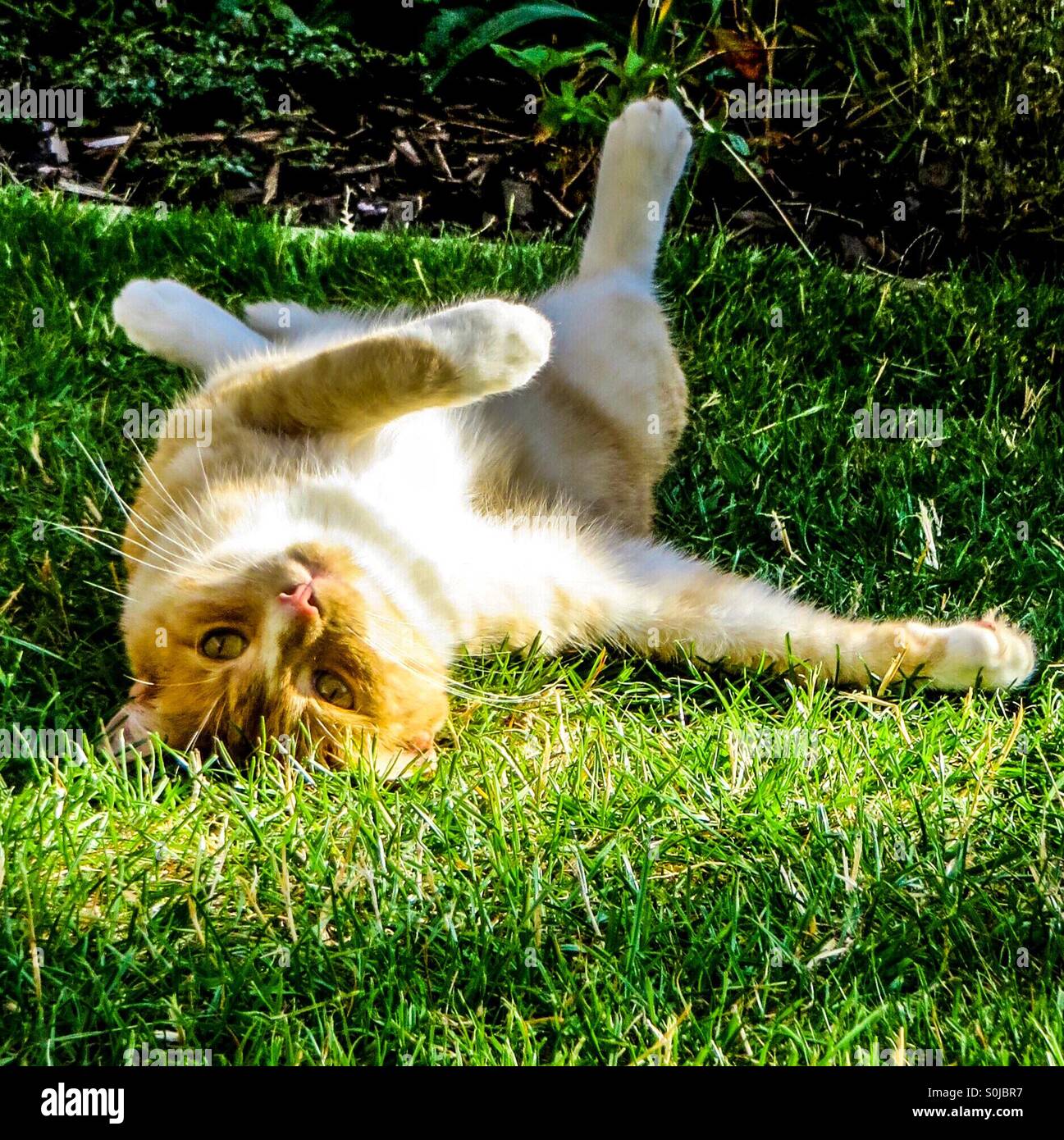 Ginger and white cat sunbathing on back in summer glow on grass - Smartphone Captured Stock Image