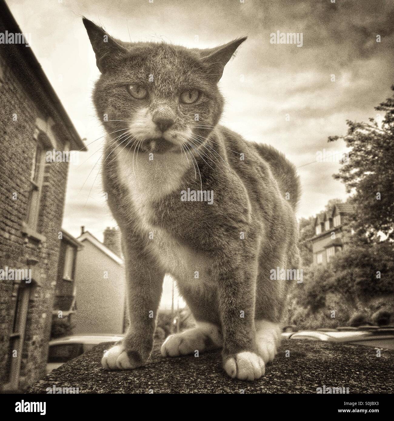 Tough cat - Smartphone Captured Stock Image